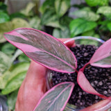 Philodendron Pink Princess mutation - ukorzeniona sadzonka