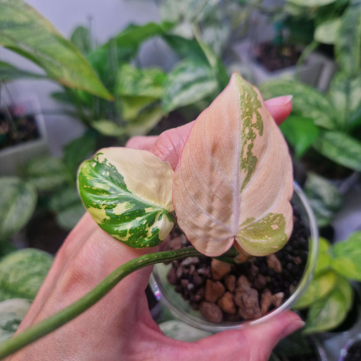 Philodendron gloriosum tricolor - ukorzeniona sadzonka