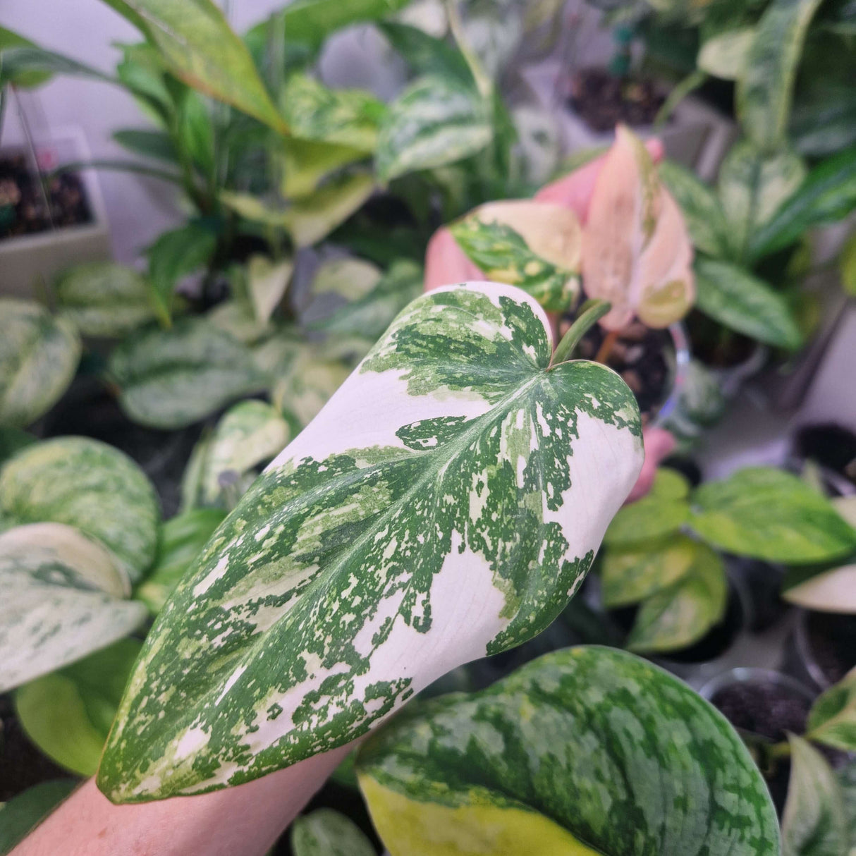 Philodendron gloriosum tricolor - ukorzeniona sadzonka