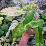 Philodendron Jennifer (Billietiae x Florida Beauty) - ukorzeniona sadzonka