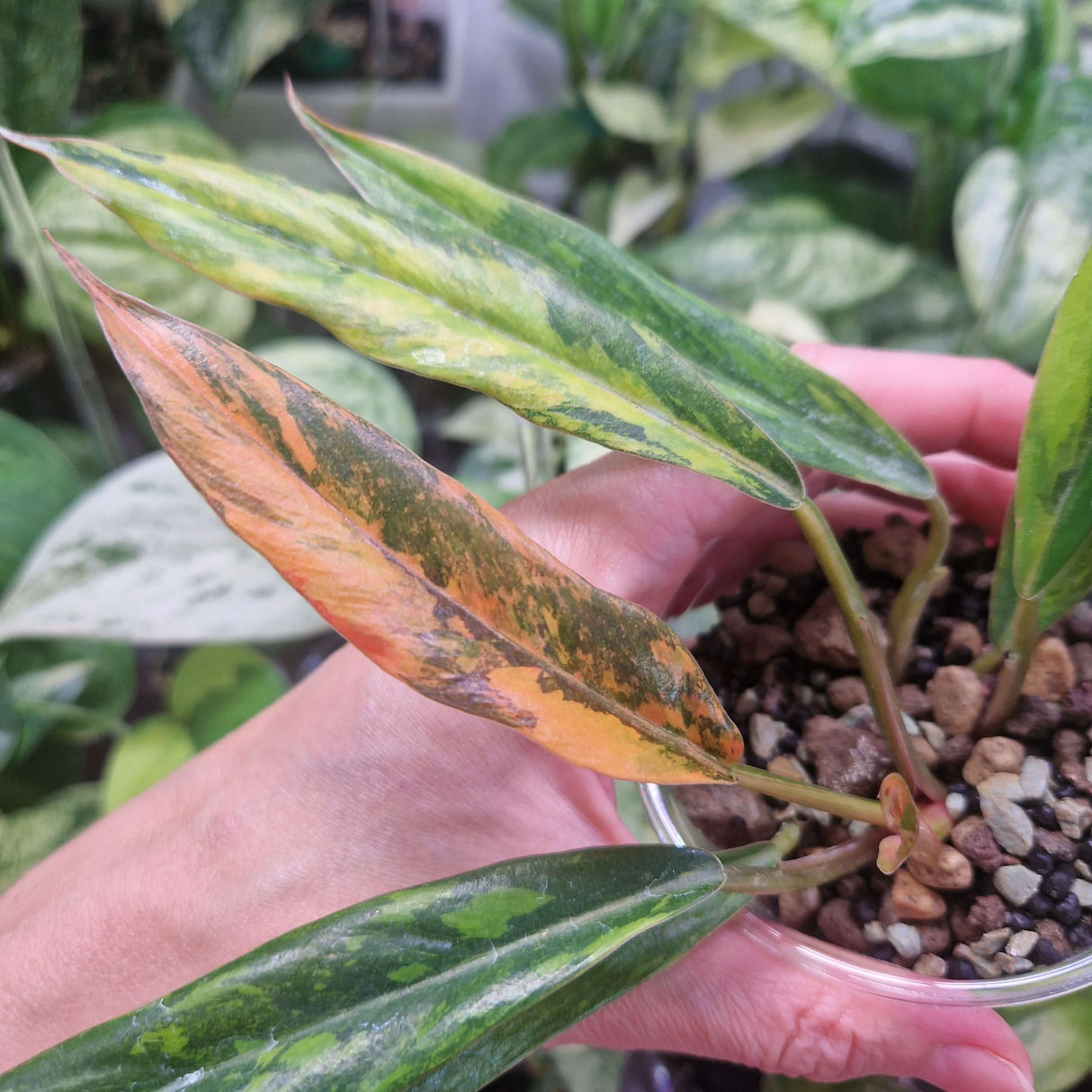 Philodendron Caramel Marble 'Fire Tiger' - ukorzeniona sadzonka