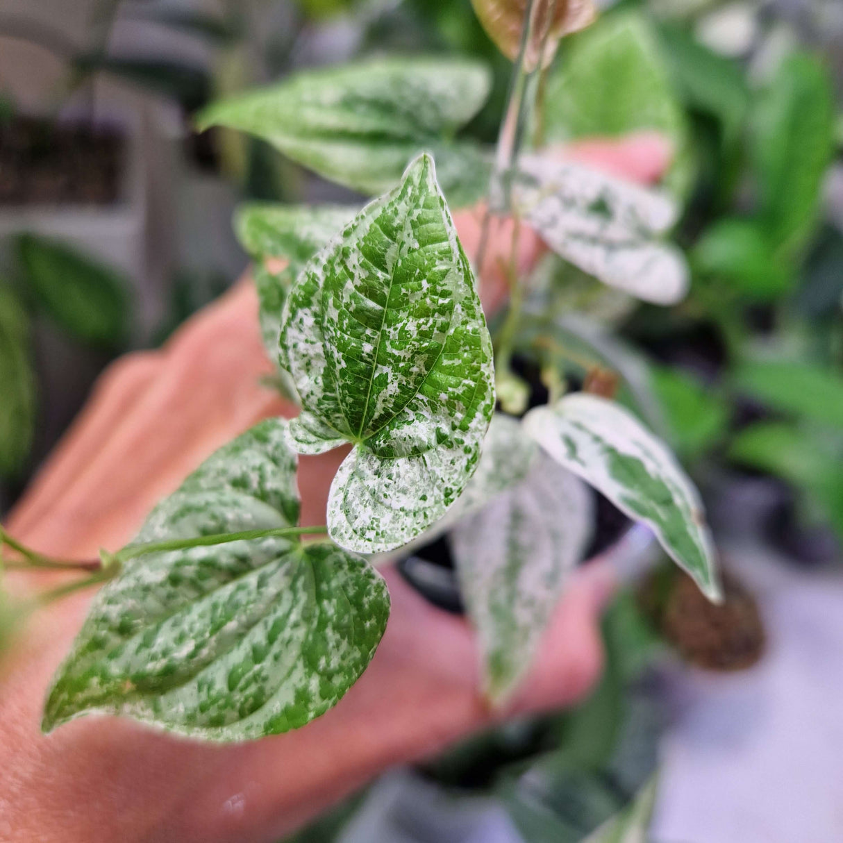 Dioscorea bulbifera 'Goblin' - cięta sadzonka pędowa