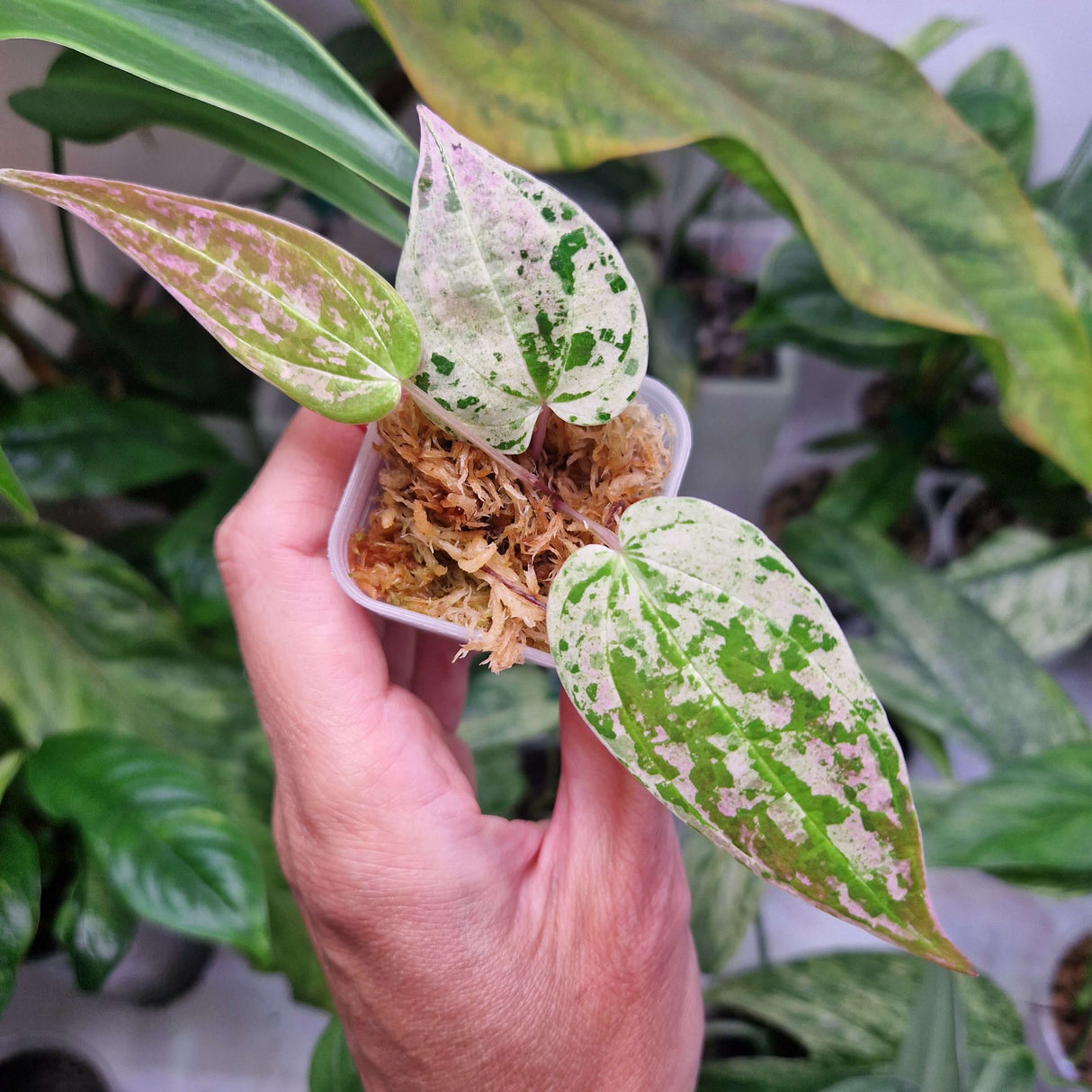 Dioscorea brevipetiolata Prain & Burkill – sadzonka w trakcie ukorzeniania