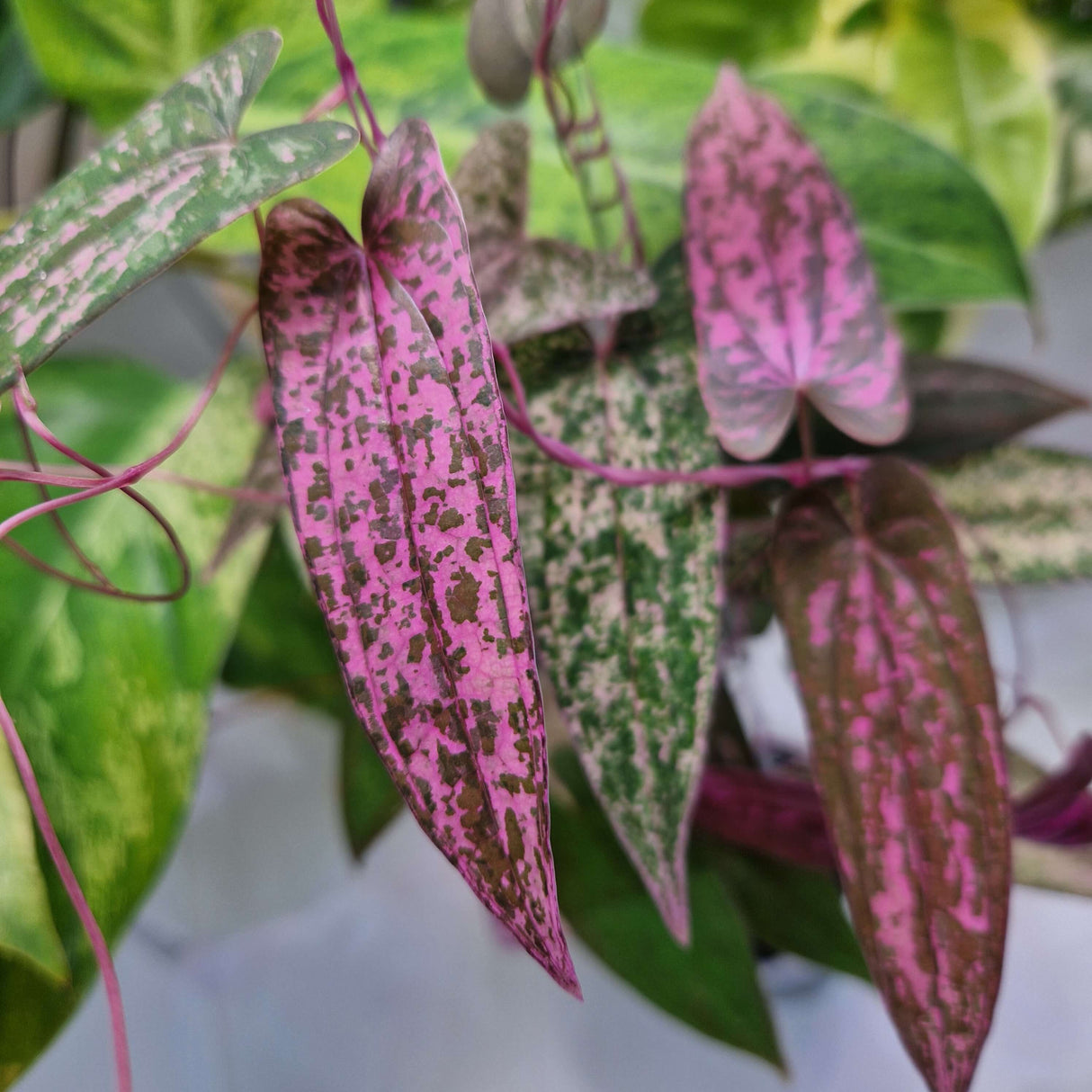 Dioscorea 'Pink Pixel' - cięta sadzonka pędowa