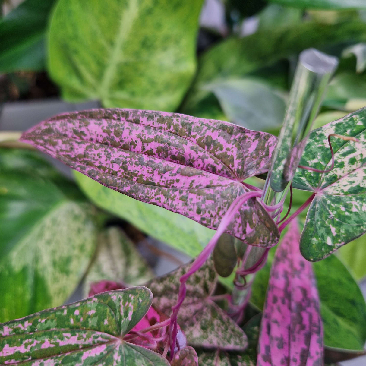 Dioscorea 'Pink Pixel' - cięta sadzonka pędowa