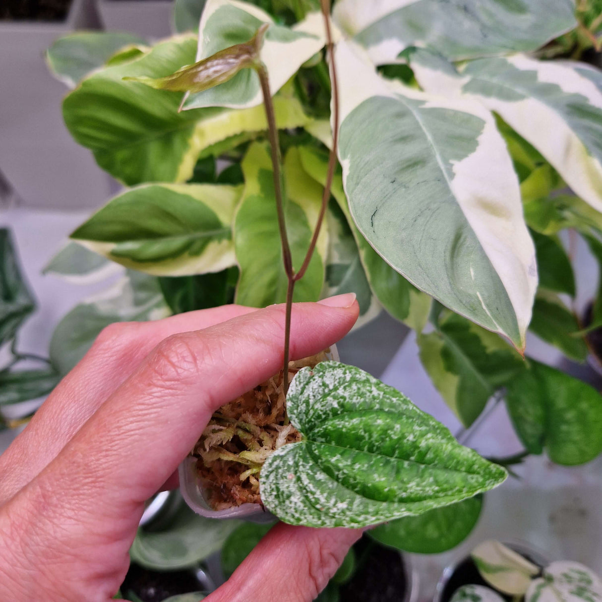 Dioscorea bulbifera 'Goblin' - ukorzeniona sadzonka