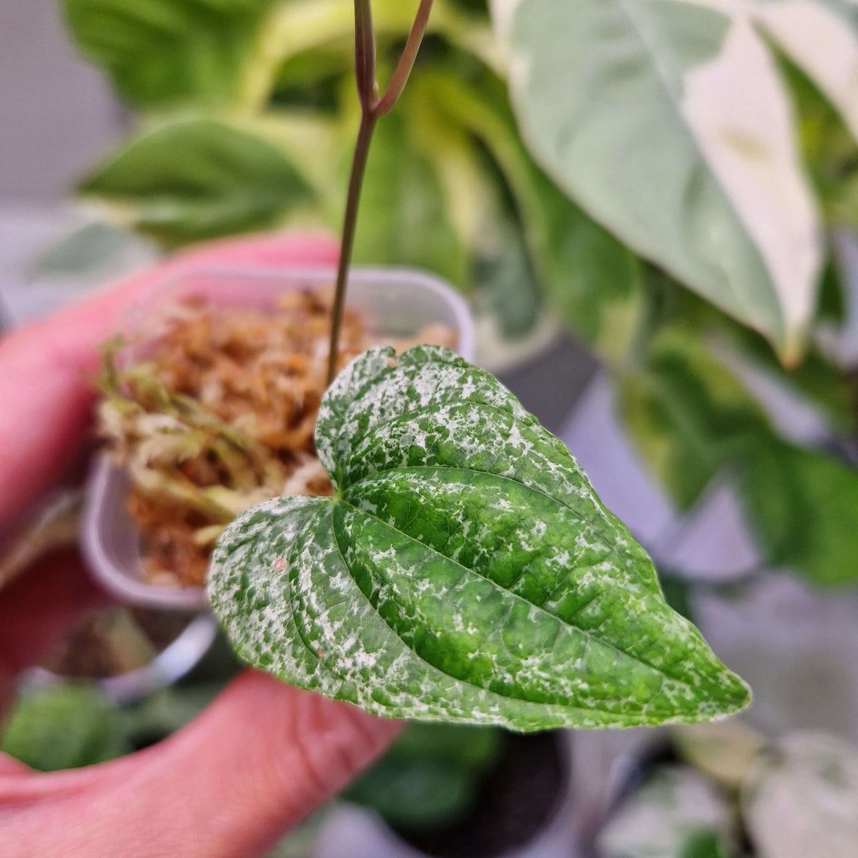 Dioscorea bulbifera 'Goblin' - ukorzeniona sadzonka