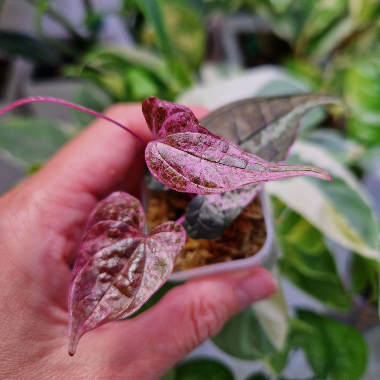 Dioscorea Glabra Roxb 'AURORA' Pink Saturn - ukorzeniona sadzonka
