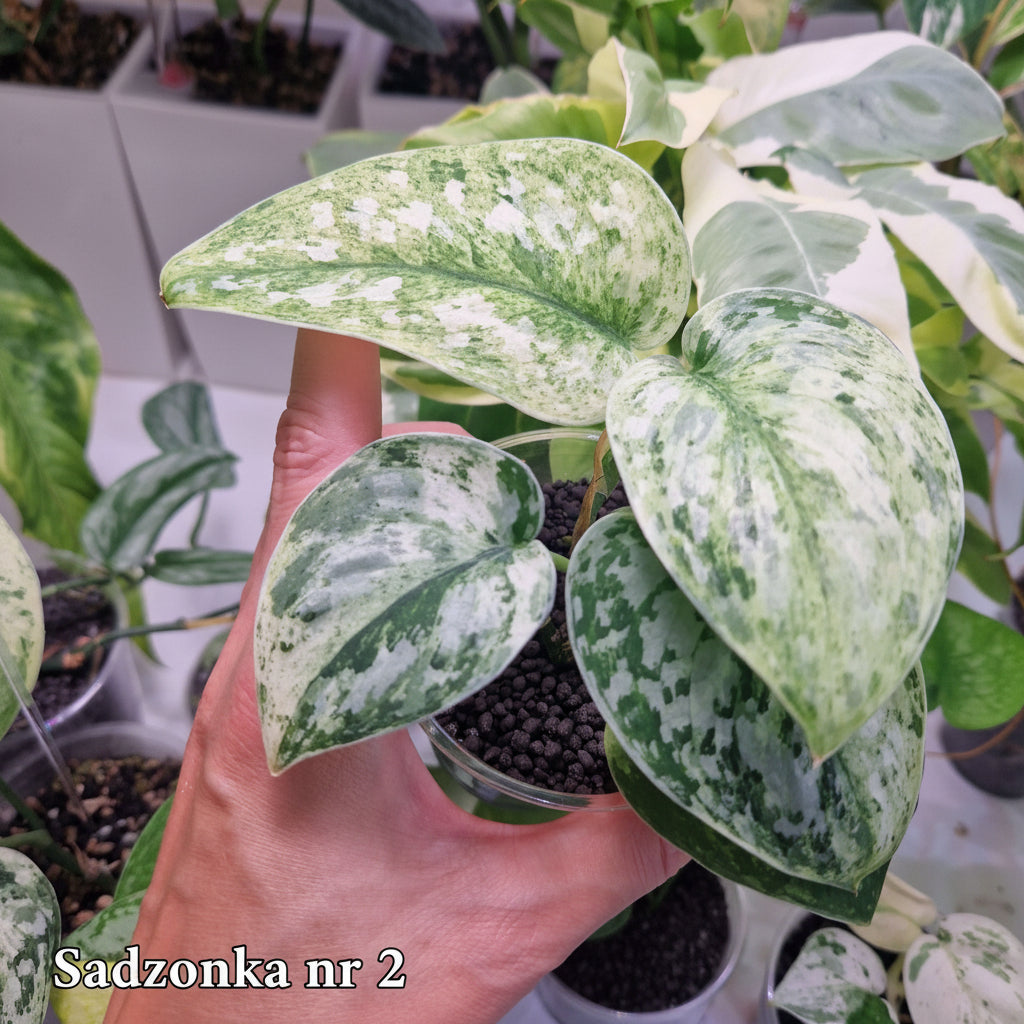Scindapsus argyraeus Marble - ukorzeniona sadzonka