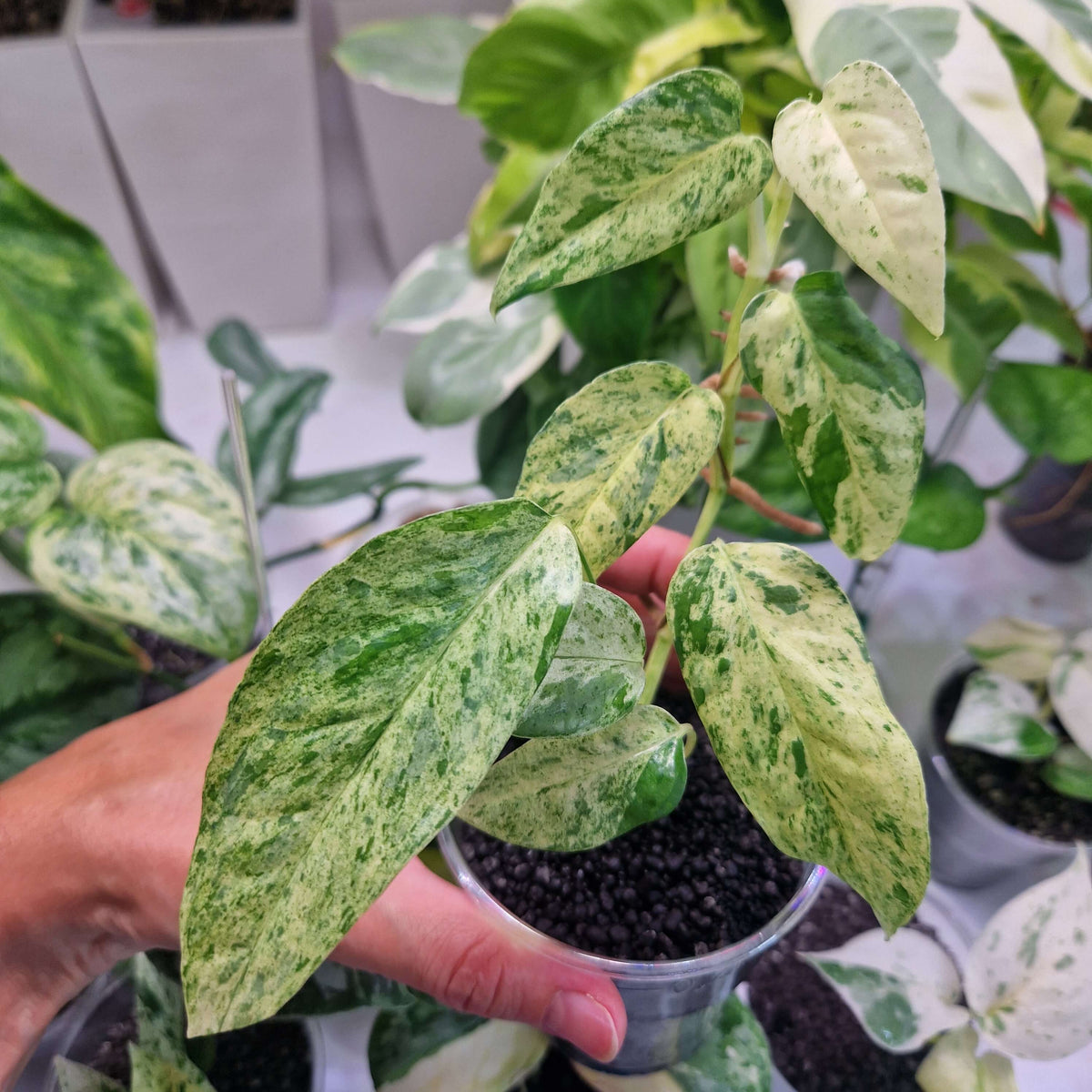 Epipremnum cebu blue variegated - ukorzeniona sadzonka