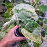 Scindapsus Tilung - ukorzeniona sadzonka