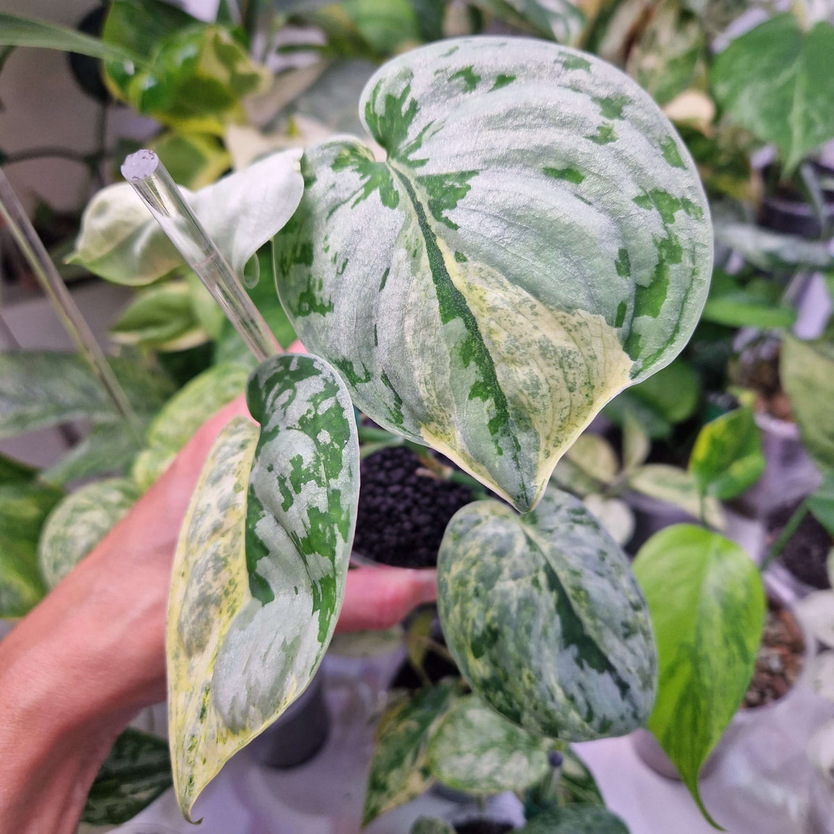 Scindapsus Tilung - ukorzeniona sadzonka