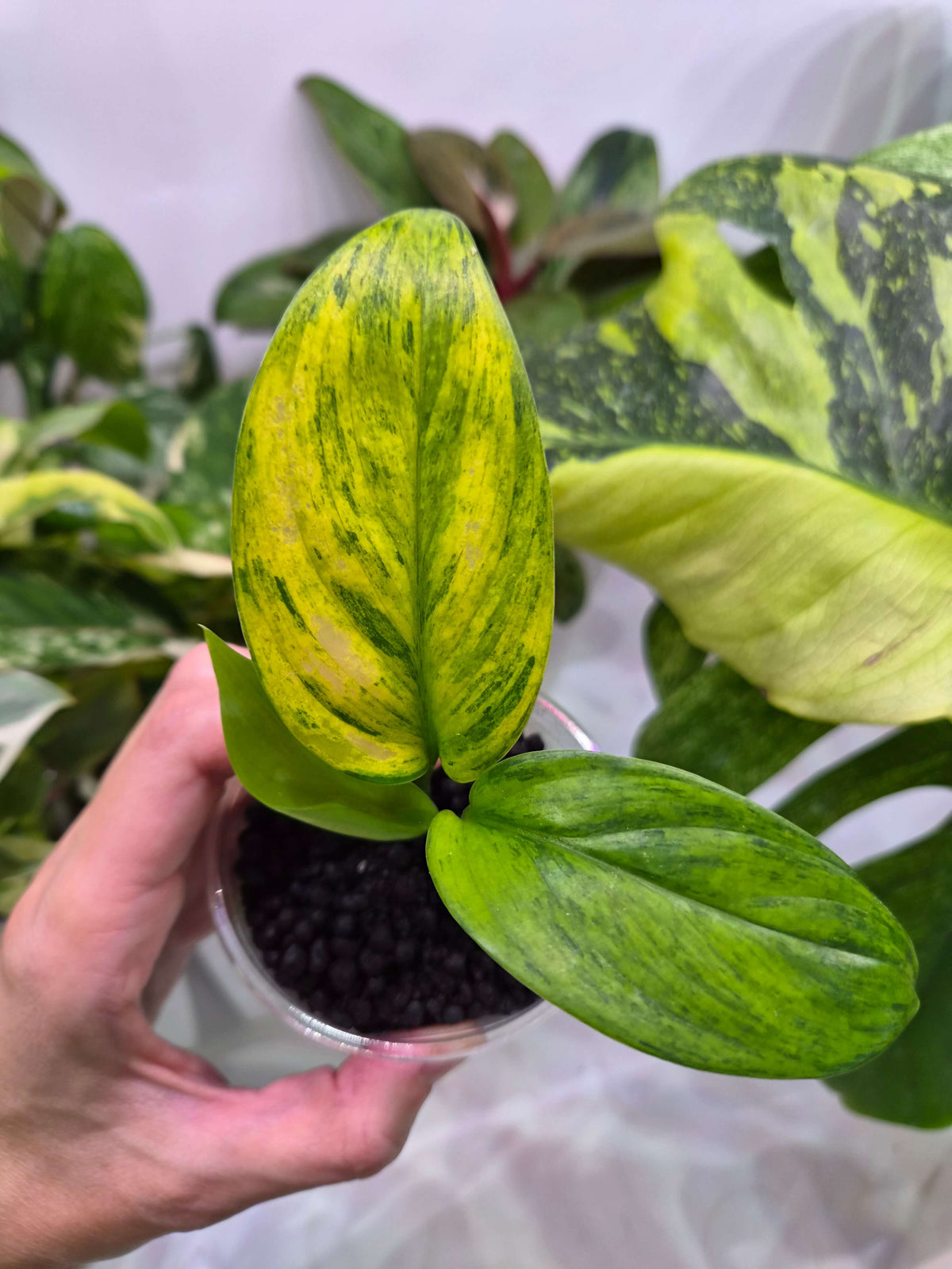 Scindapsus hederaceum variegated - ukorzeniona sadzonka