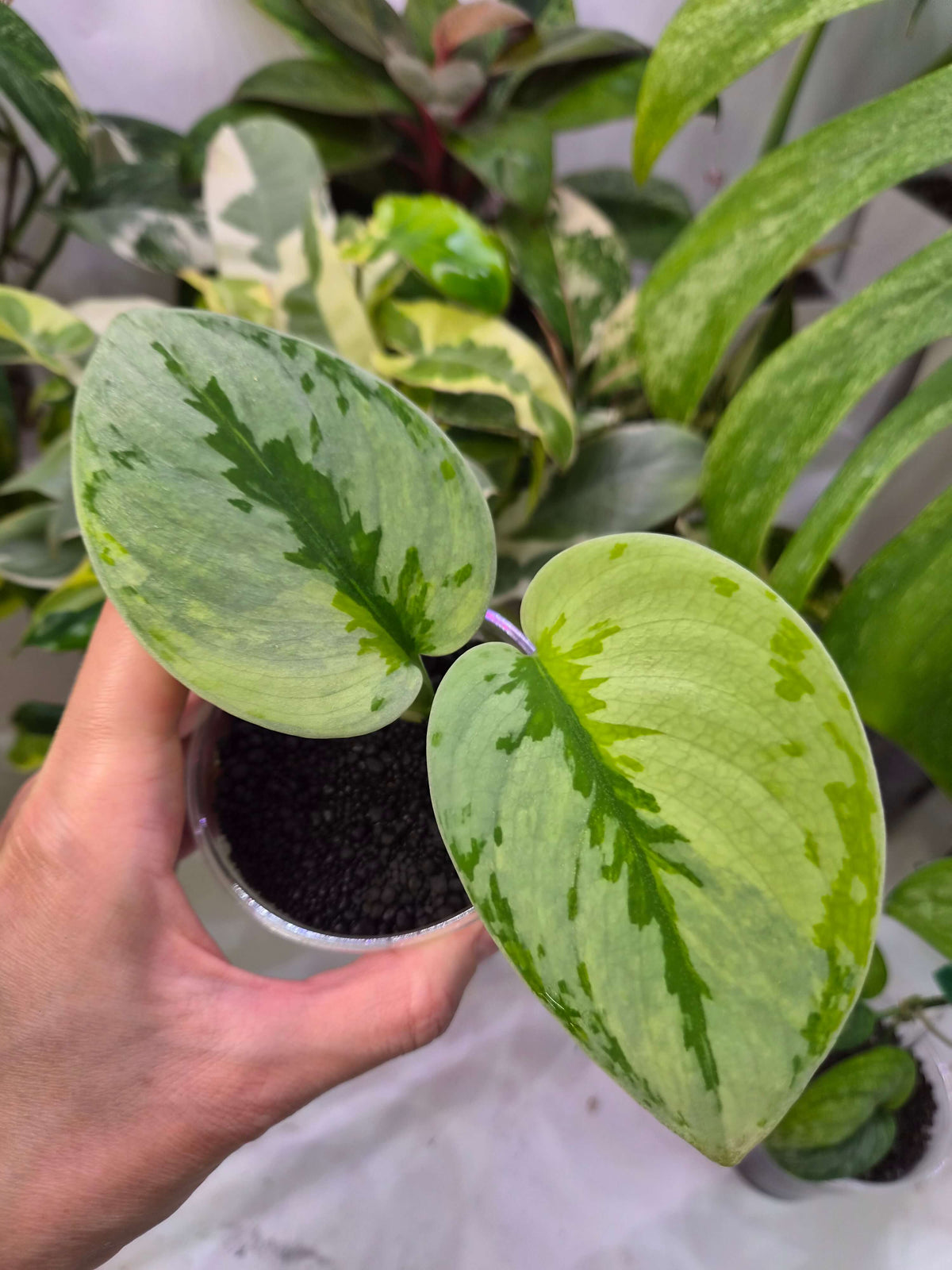 Scindapsus Yupa - ukorzeniona sadzonka