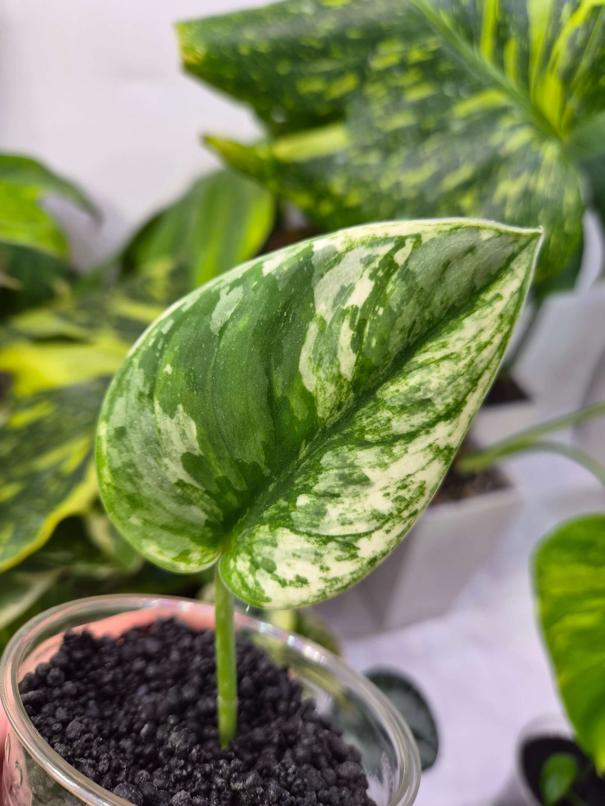 Scindapsus Bunaken mutation - ukorzeniona sadzonka