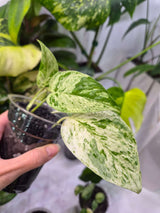 Epipremnum hanoman sp Bali - ukorzeniona sadzonka