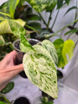 Epipremnum hanoman sp Bali - ukorzeniona sadzonka