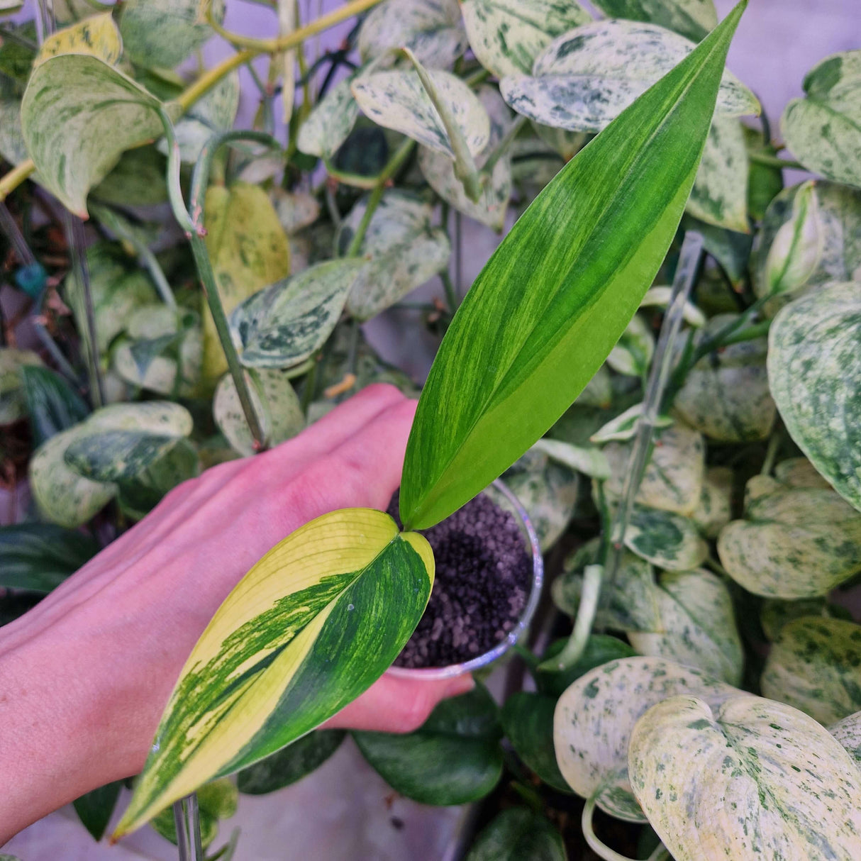 Epipremnum amplissimum variegated - ukorzeniona sadzonka