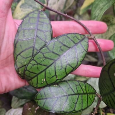 Hoya Gunung Gading - cięta sadzonka