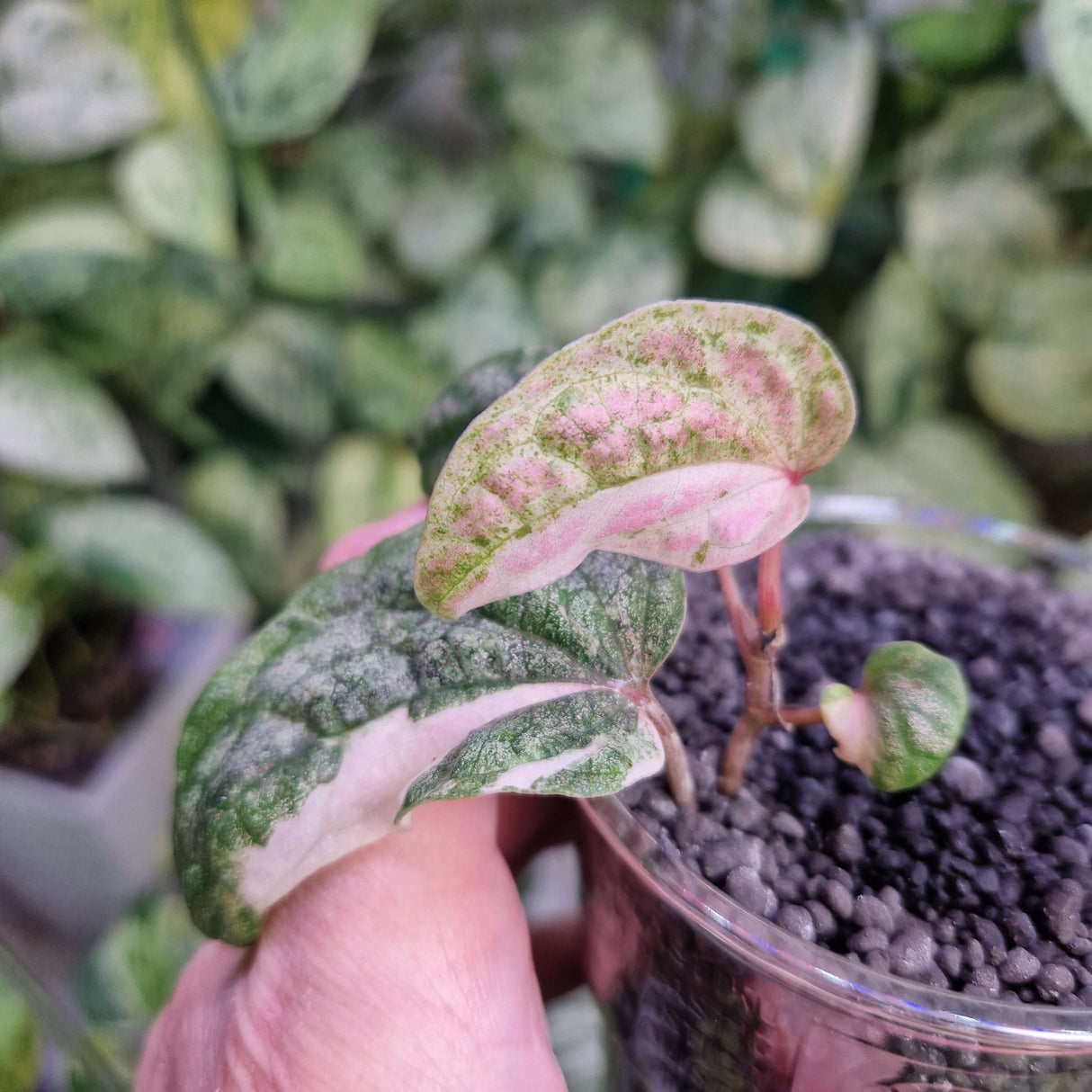 Piper sylvaticum variegated - ukorzeniona sadzonka