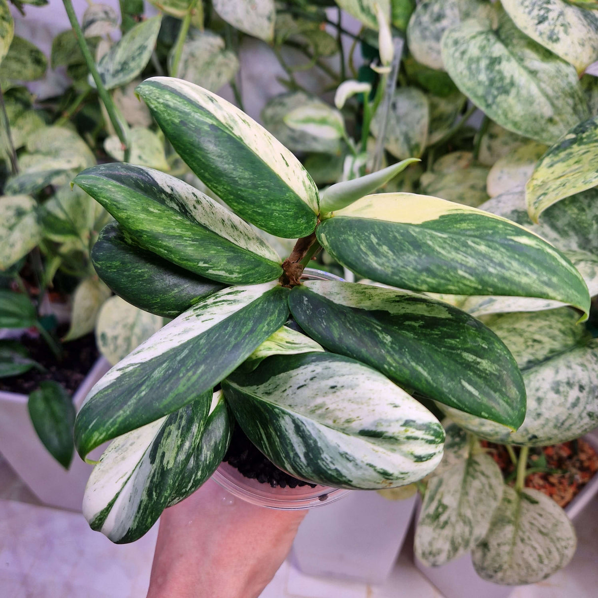 Rhaphidophora elliptica variegated – ukorzeniona sadzonka