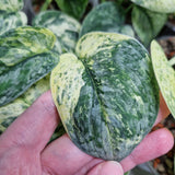 Scindapsus Dark Silver Cloud variegated – cięta sadzonka