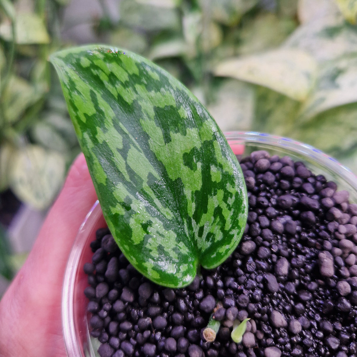 Scindapsus Green Army – ukorzeniona sadzonka