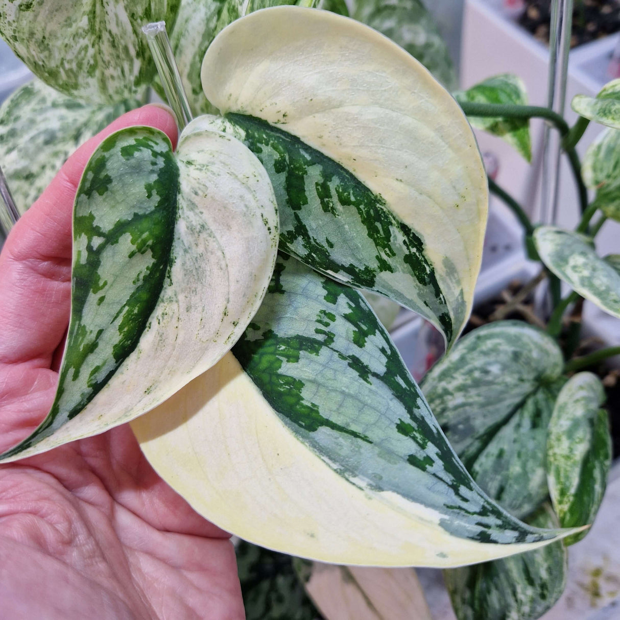 Scindapsus Mariposa – cięta sadzonka