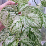 Scindapsus Peasun v2 – cięta sadzonka