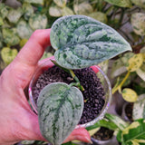 Scindapsus Snowfleck - ukorzeniona sadzonka