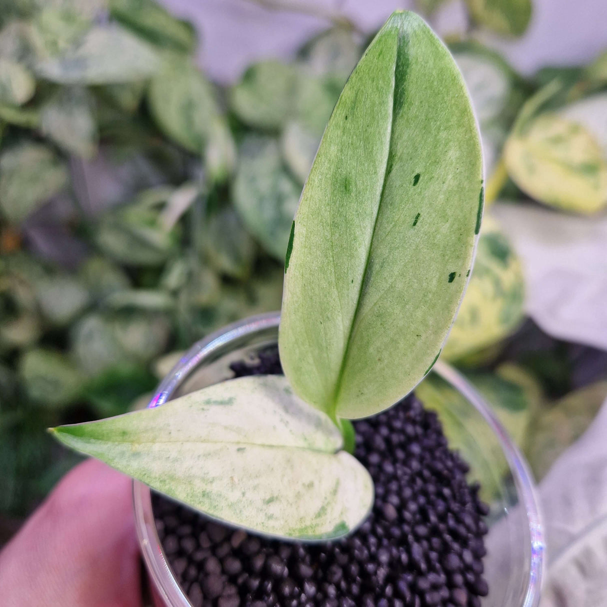 Scindapsus Superstar - ukorzeniona sadzonka